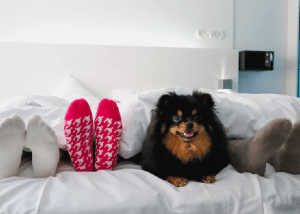 Holidays in Cannes with your dog