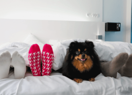 Holidays in Cannes with your dog