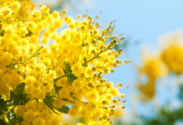 La fête du mimosa à Mandelieu