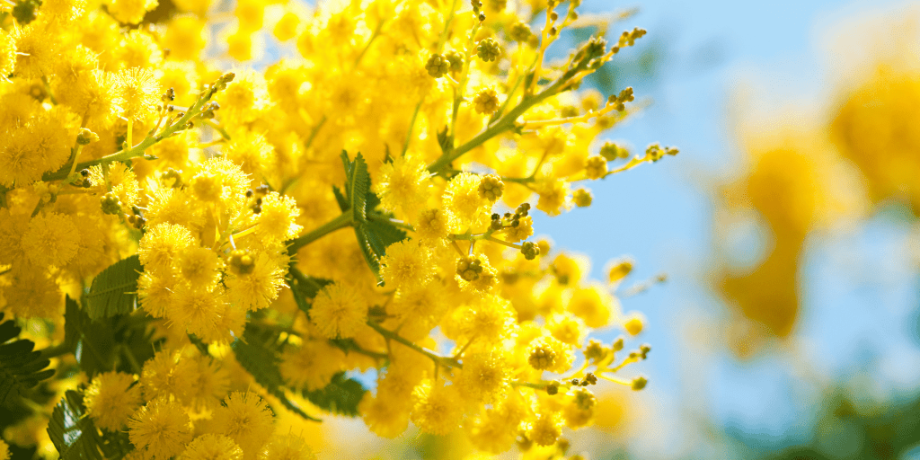 La fête du mimosa à Mandelieu
