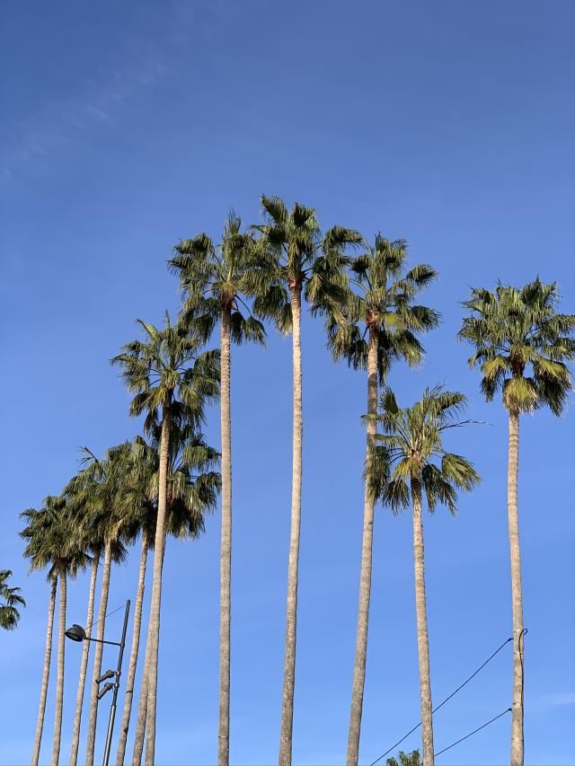 Hôtel des Orangers - Cannes